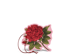Rosa Purpurea Fiore profumato multiuso